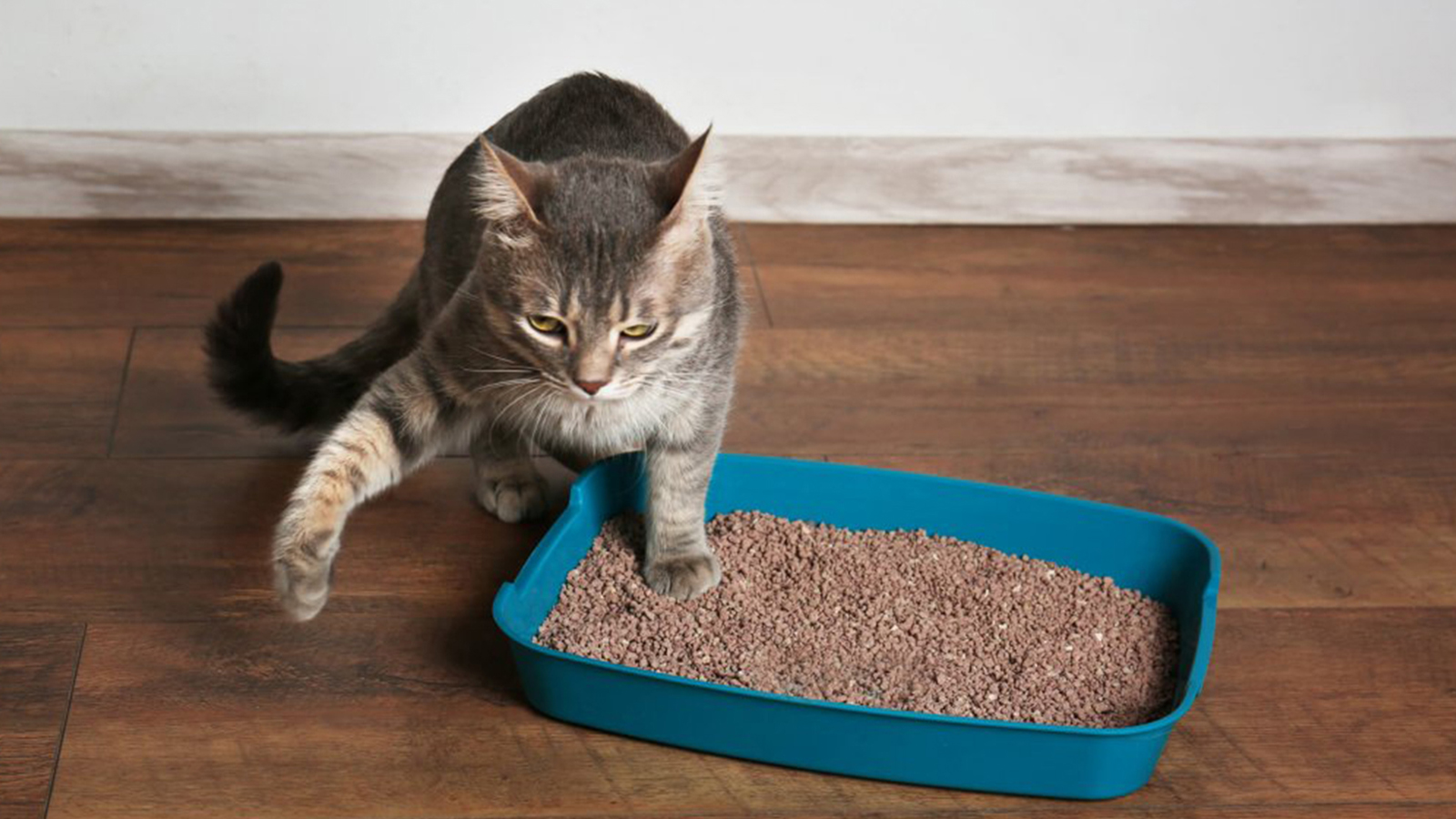 Caixa de areia para gatos – importância e cuidados | Baw Waw