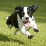 Linguagem canina - O que cada expressão corporal quer dizer