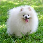 Lulu da Pomerânia ou spitz alemão anão