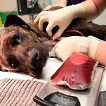 Doação de sangue animal seu pet pode salvar vidas