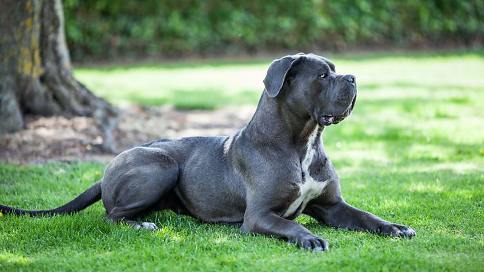 Cane Corso A Origem Da Ra a Baw Waw