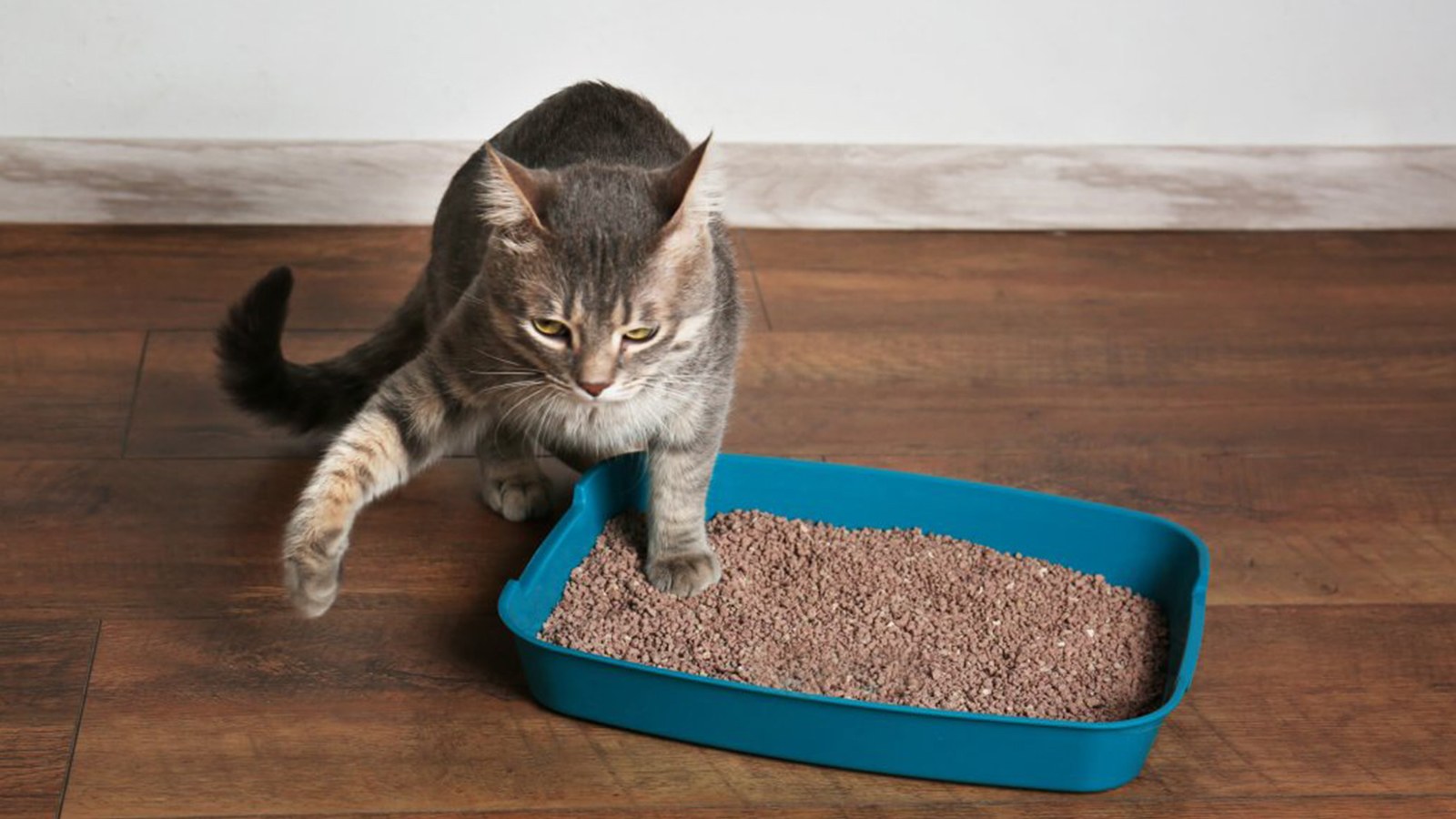 Saiba como limpar a caixa de areia do gato com praticidade