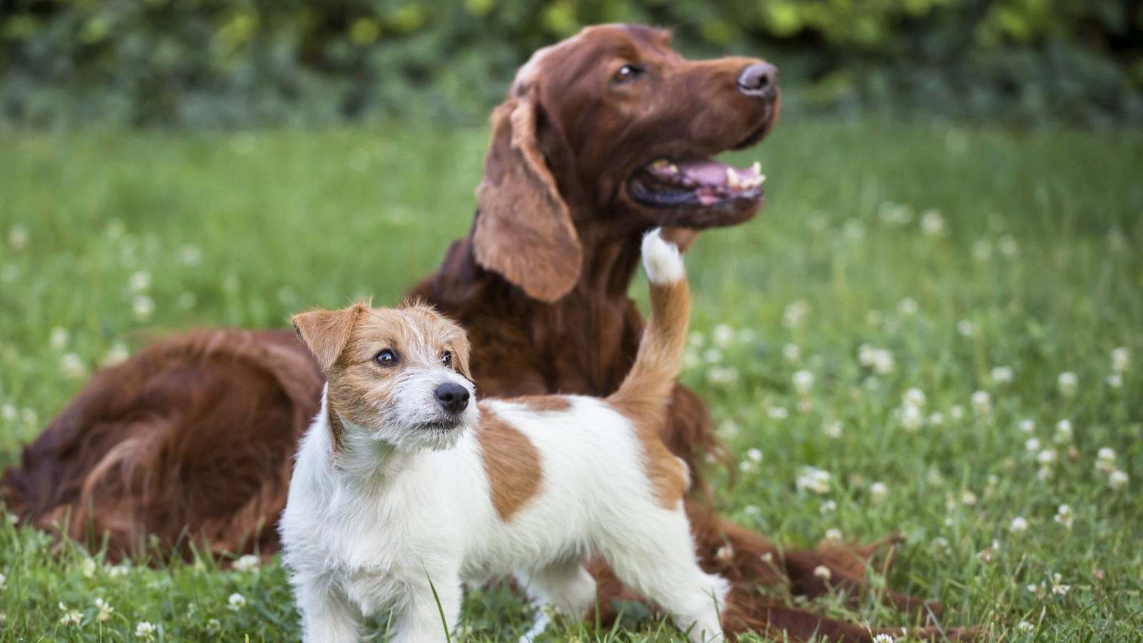 Cachorro São-bernardo: Personalidade, fotos, filhotes, cuidados e mais